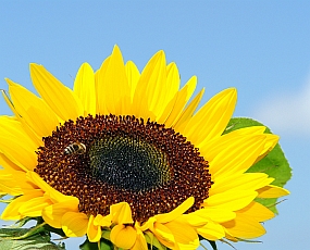 Sonnenblume